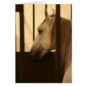Lipizzan efter showen hälsningskort