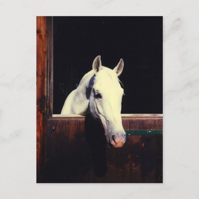 Lipizzanerhäst Vykort (Framsida)
