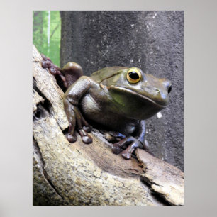 Lipped trädgroda för vit poster