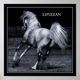 Lippizan affisch