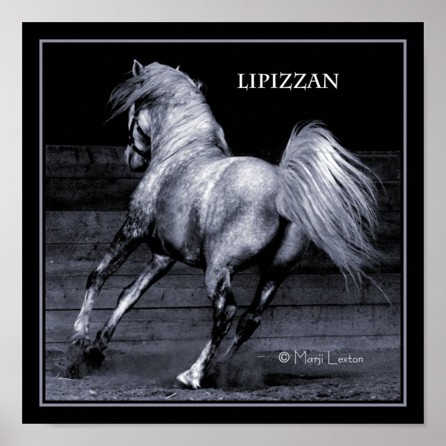 Lippizan Poster (Framsidan)