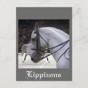 Lippizons 2009 vykort