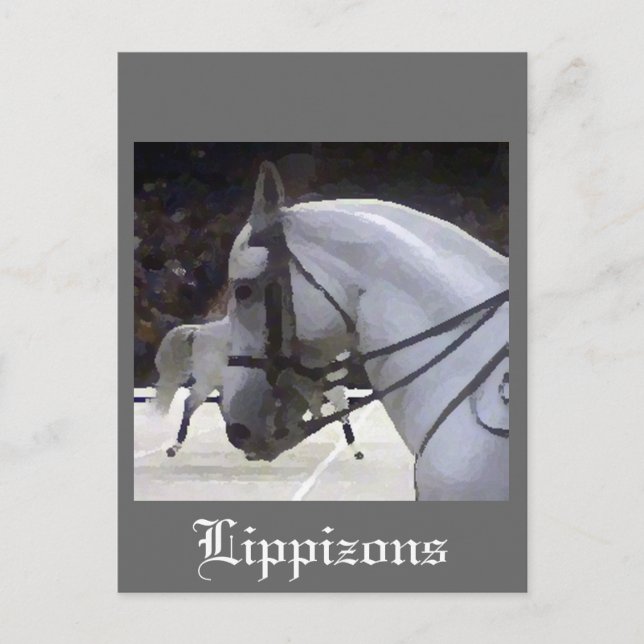 Lippizons 2009 vykort (Framsida)