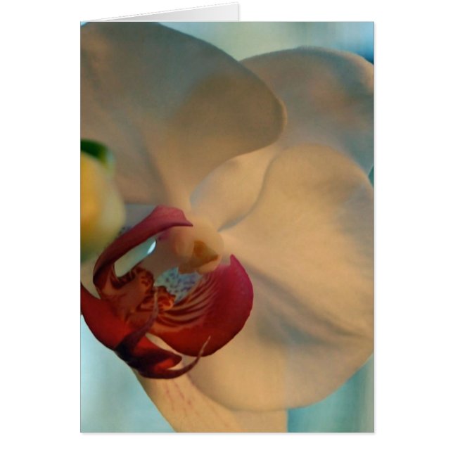 Lipstick Hälsningskort (Framsidan)