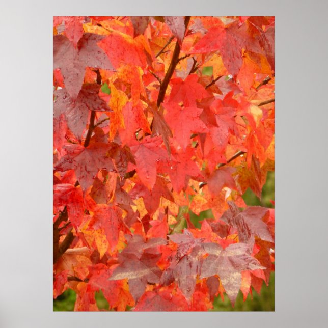 Liquidambar Löv Poster (Framsidan)