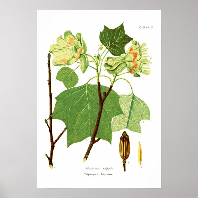 Liriodendron tulipifera poster (Framsidan)