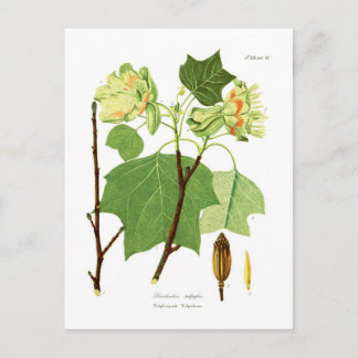 Liriodendron tulipifera vykort