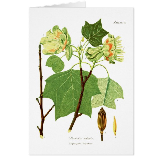 Liriodendrontulipifera Hälsningskort (Framsidan)