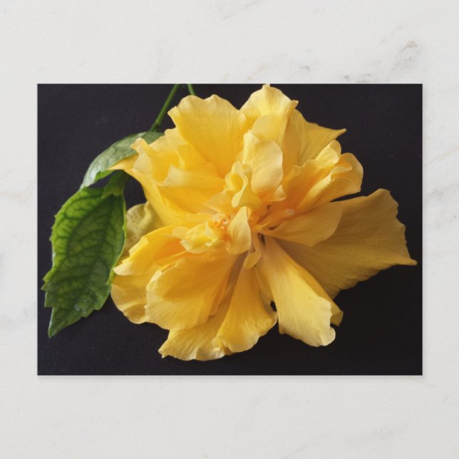 Lisa 1 - utbildad brainfart vykort (Framsida)