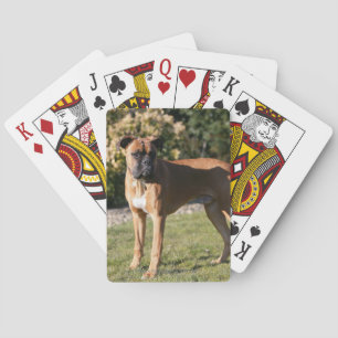 Lisma boxarehundanseende casinokort