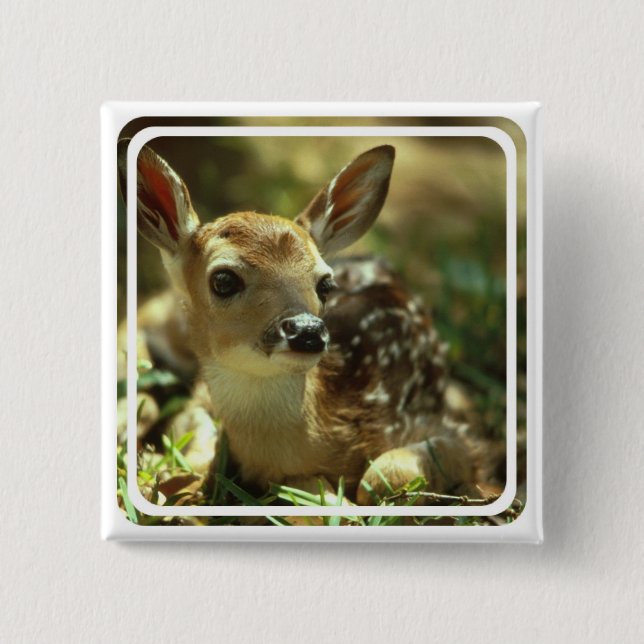 Lisma kvadrerar klämmer fast knapp (Framsida)