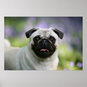 Lisma mops på vaket poster
