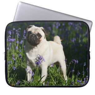 Lisma mopsanseende i blåklockorna laptop sleeve