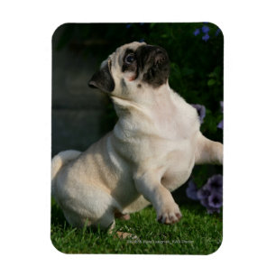 Lisma mopsvalpen magnet