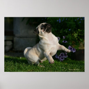 Lisma mopsvalpen poster
