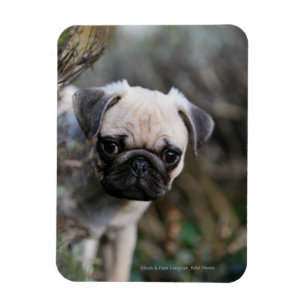 Lisma mopsvalpheadshoten magnet