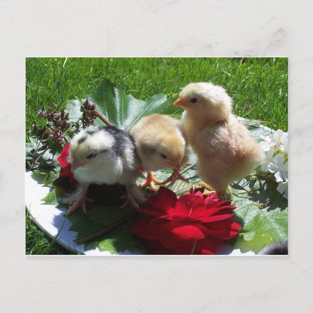 listigt roliga, lilla fåglar vykort (Framsida)