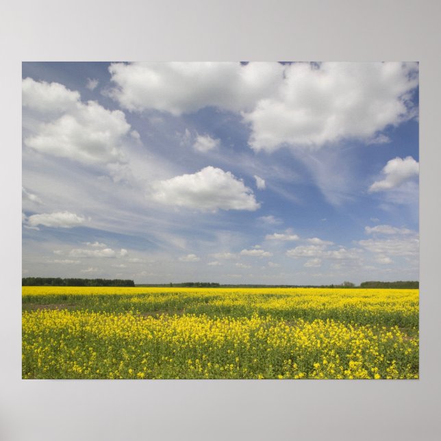 Litauen, centrala Litauen, Joniskis, fält Poster (Framsidan)