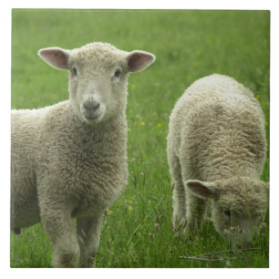 Lite belägger med tegel Lambs Kakelplatta