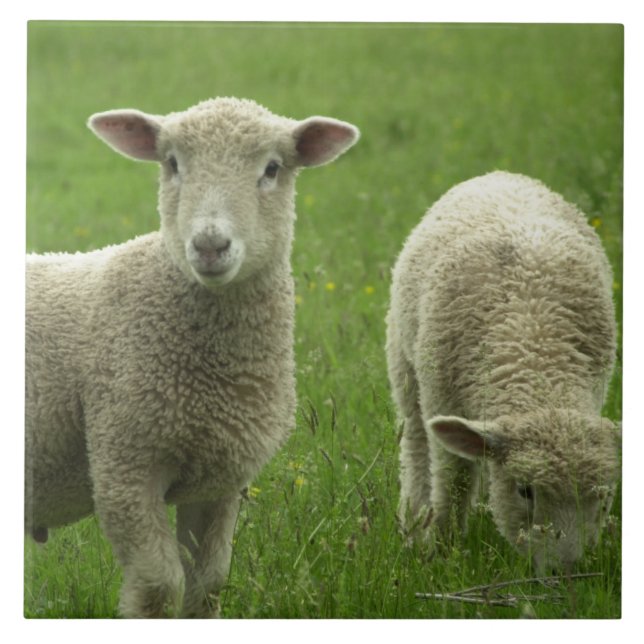 Lite belägger med tegel Lambs Kakelplatta (Framsidan)