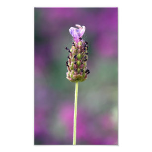 Lite biet i Lavender Fototryck