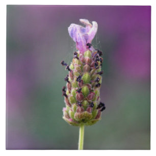 Lite biet i Lavender Kakelplatta