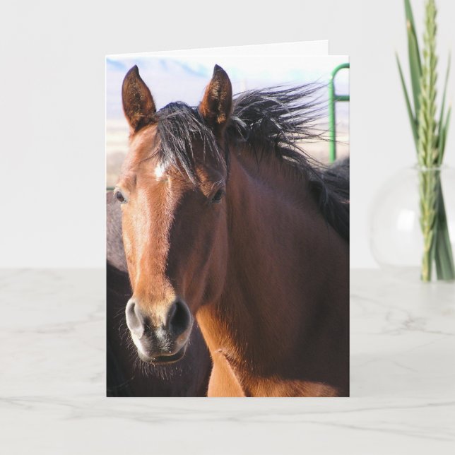 Lite bit kort (Framsida)