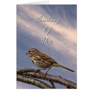 Lite Brown Bird OBS Kort