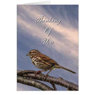 Lite Brown Bird OBS Kort