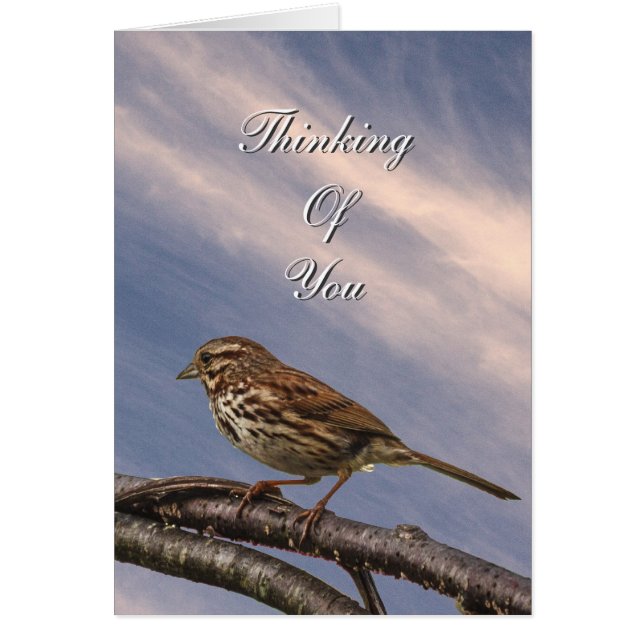 Lite Brown Bird OBS Kort (Framsidan)