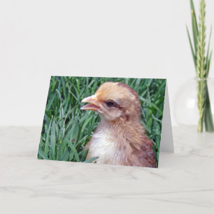 Lite Chick i Tillfällen Grass Kort