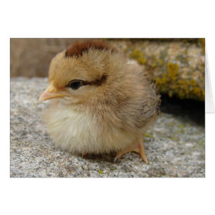 Lite Chick på Big Sten Hälsningskort