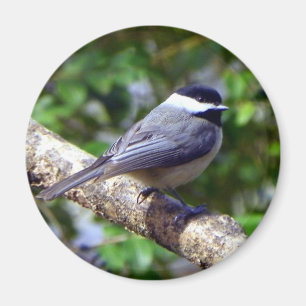 Lite Chickadee Magnet