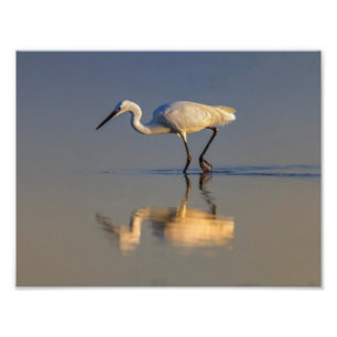 Lite egret fototryck