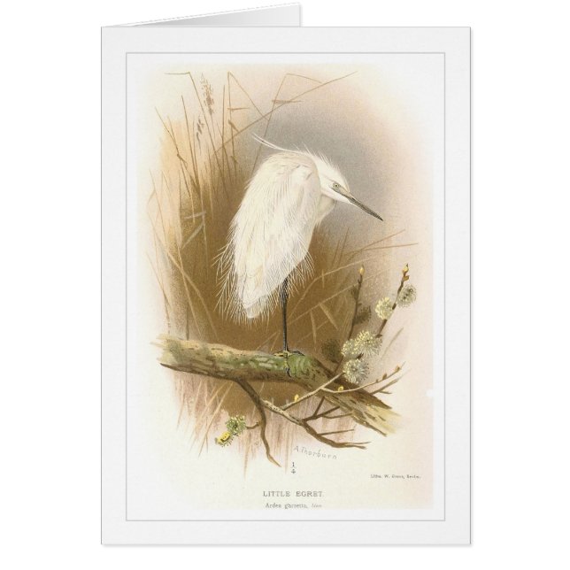 Lite Egret Hälsningskort (Framsidan)