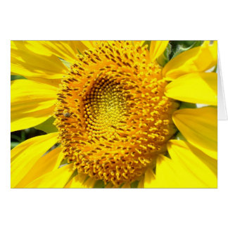 Lite ett honungbi OBS kort