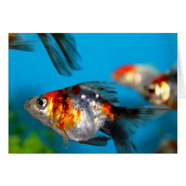 Lite fisk hälsningskort (Framsidan Horizontal)
