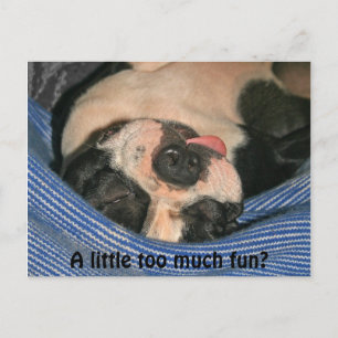 Lite för mycket roligt? Boston Terrier-postkort Vykort