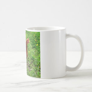 Lite fri röd höna - spänna ägglagrar kaffemugg