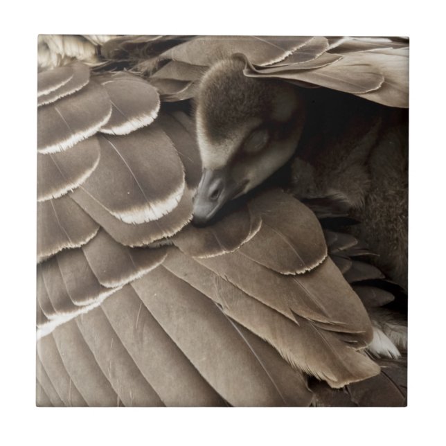 Lite Gosling under mamma vinge Kakelplatta (Framsidan)