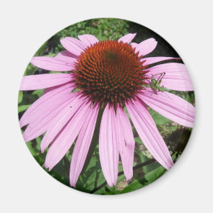 Lite gräshoppa på en purpurfärgad blomma magnet
