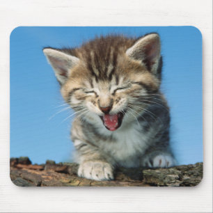 Lite kattunge i ett träd musmatta