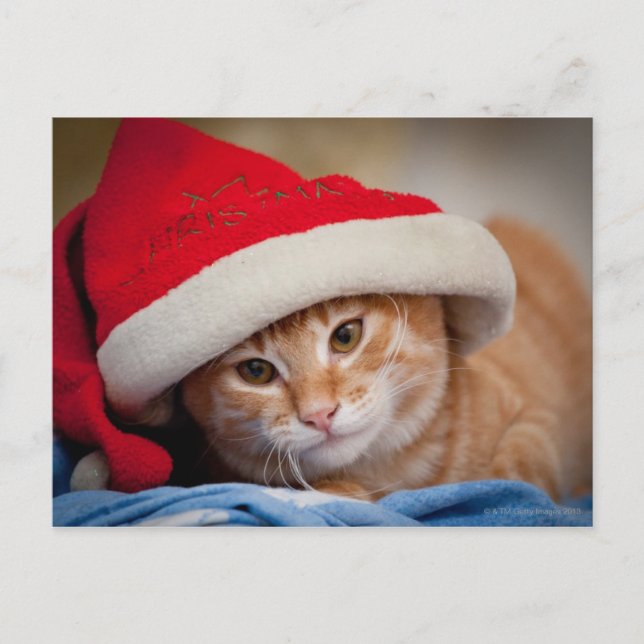Lite kattunge i röd julhatt helg vykort (Framsida)