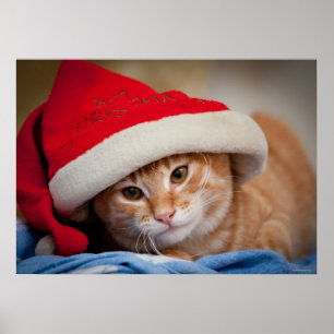 Lite kattunge i röd julhatt poster
