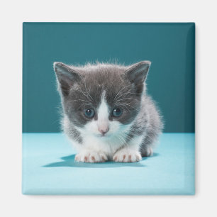 Lite kattunge magnet