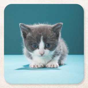 Lite kattunge underlägg papper kvadrat