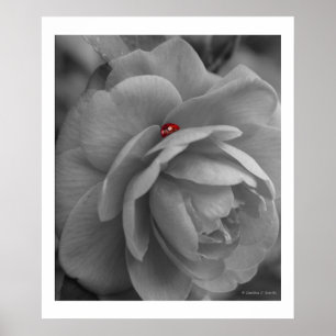 Lite kryp på en blomma poster