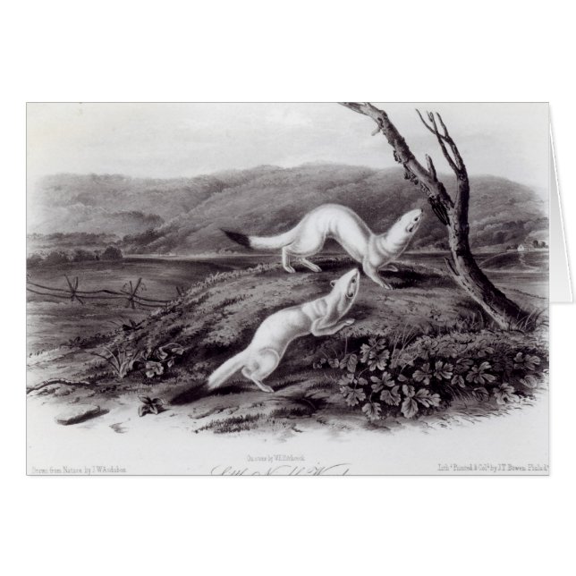 Lite kvick vessla hälsningskort (Framsidan Horizontal)