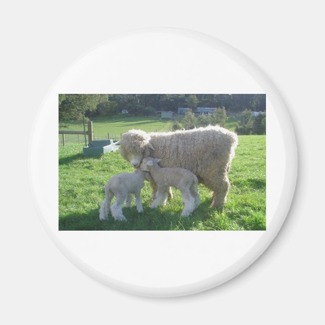 LITE LAMB MAGNET (Framsidan)