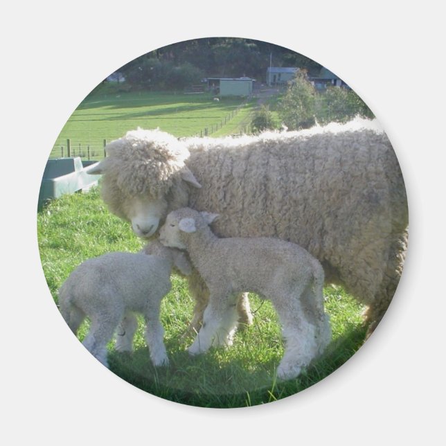 LITE LAMB MAGNET (Framsidan)
